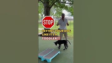 Calm Affection: The Key to Fixing Reactive Dog Behavior