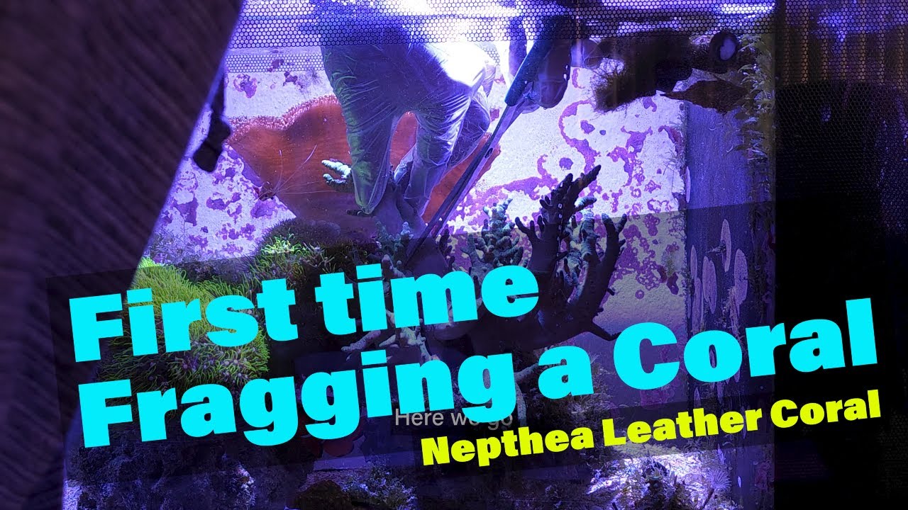 First Time Fragging a Coral - Nepthea Leather Coral