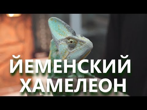 Йеменский хамелеон. Особенности содержания и ухода. Мнение специалиста