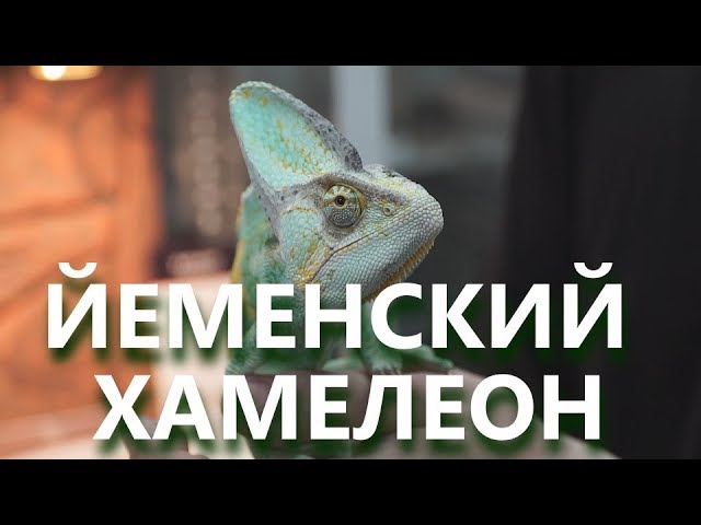 Йеменский хамелеон. Особенности содержания и ухода. Мнение специалиста