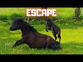 The great escape!! | Play Mario kart | Friesian Horses