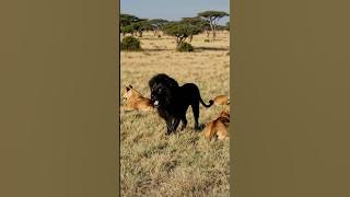 Rare Aggressive Black Lion Growls at Safari: Once-in-a-Lifetime AI Encounter! #blacklion #lion