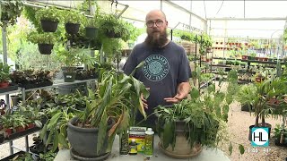 Celebrity How to revive your nearly dead house plants | HOUSTON LIFE | KPRC 2 Wealth