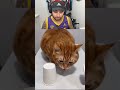 Gatinho se ferrou #cat #gatos