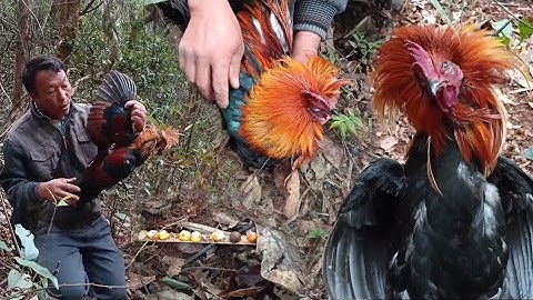 Hunting yos yav zoov cuab qaib qus mag zoo heev