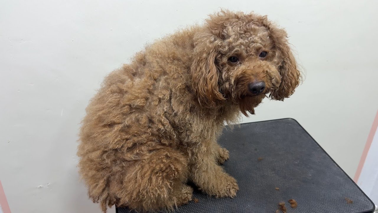 He was waiting for so long to get his first grooming - a complete transformation