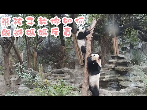 《熊貓早晚安》熊孩子教你如何躲避媽媽斥責 | iPanda熊貓頻道