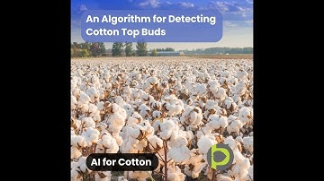 AI in Agriculture 005: Bud-YOLO: An Algorithm for Detecting Cotton Top Buds
