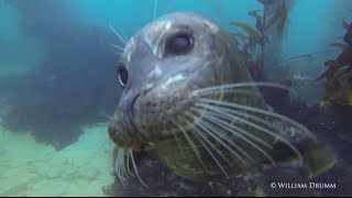 Harbor Seals Just Want To Play