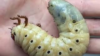 hercules beetle life cycle