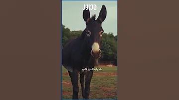 من أقوال الحمير عشق وغزل ورومانسية غير متوقعة بشار بن برد 