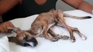 She Loved Her Owner With All Her Heart But Eventually Got Abandoned On Street With Distemper...