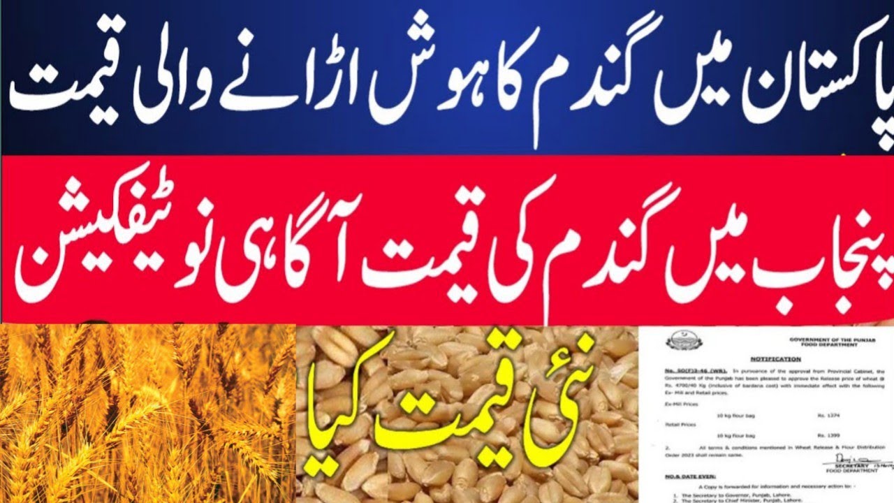 Wheat price today in punjab | Makki price in punjab today | munji till ...