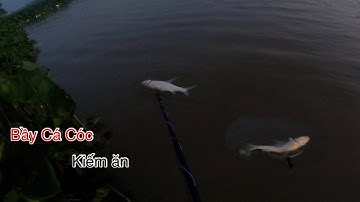 Bình Minh Trên Sông Tiền Hốt Bầy Cá Cóc Ra Kiếm Ăn | Kích Cá Miền Tây | Catch Fish