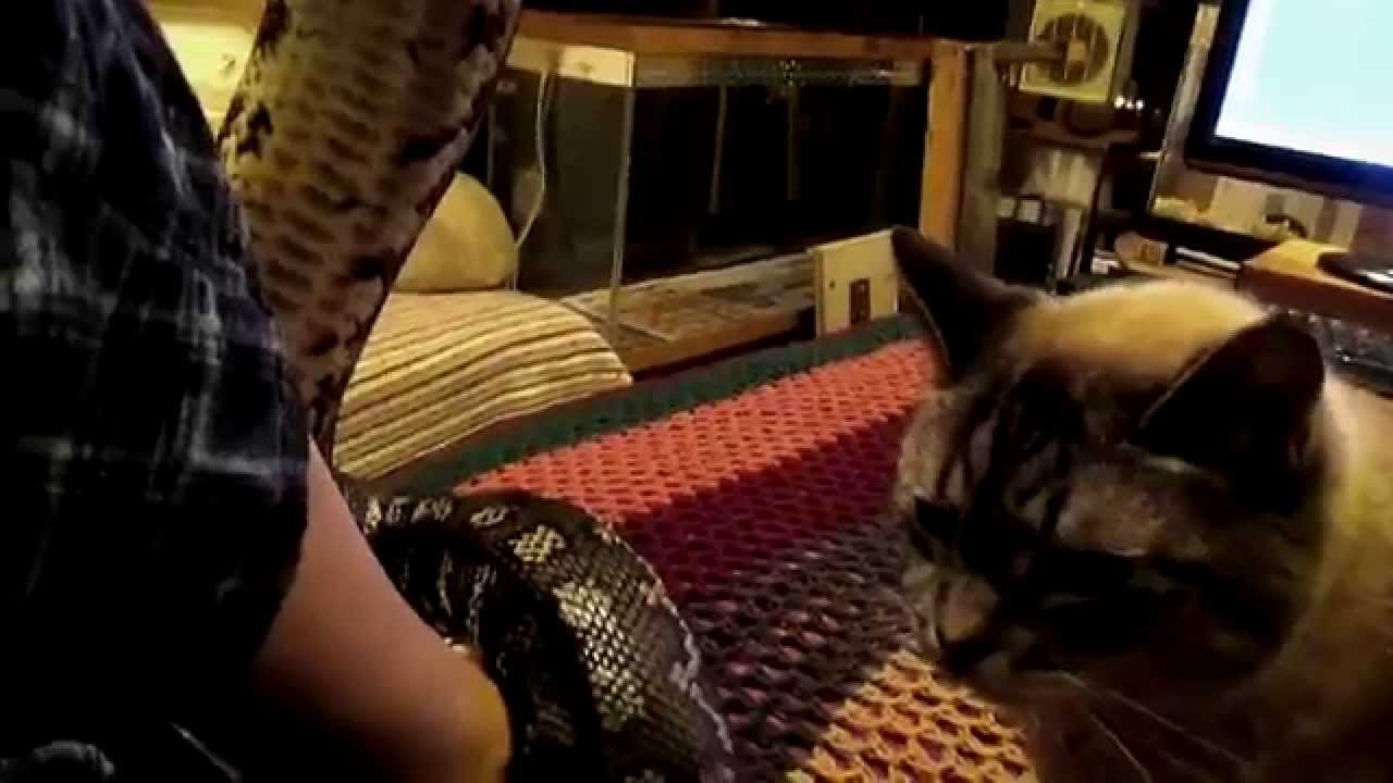 snake bites and cats It's Not That Simple, It Takes Dedication