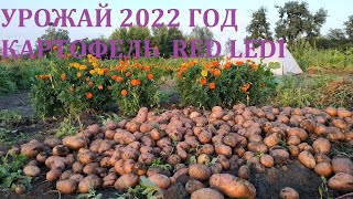 Урожай 2022 год. Картофель Red Ledi