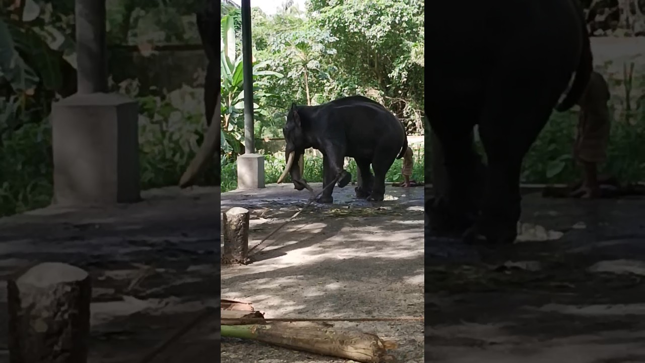 പട്ടയെടുത്തുള്ള ആനയുടെ ഏറു കണ്ടോ 😱😱😱 #shortsfeed #shorts #viral #subscribe