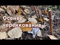 Осеннее черенкование ГОРТЕНЗИИ. Наш эксперимент