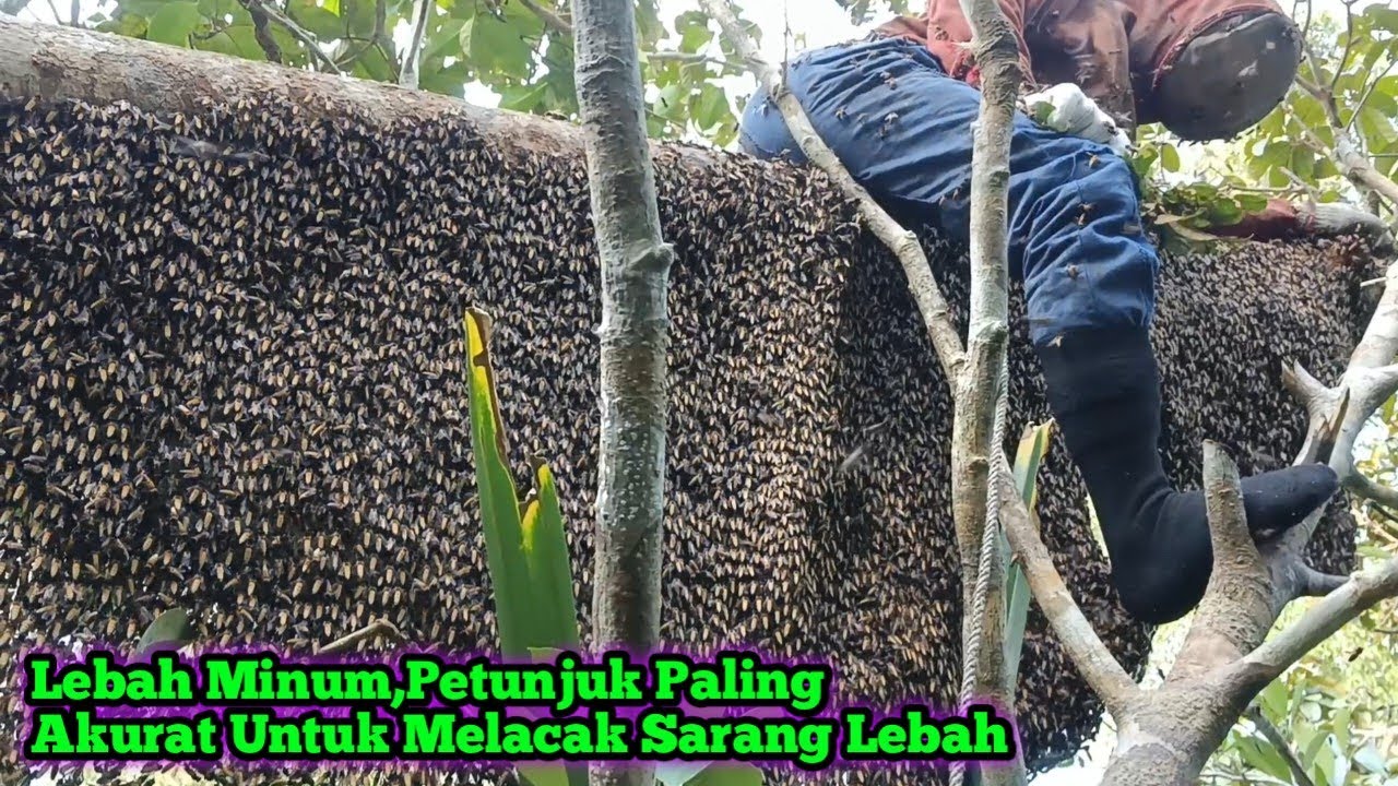 Padahal Udah Panen Yang Ke2 Tapi Madunya 1 Ember Masih Luber  #bee#honey#panenmaduhutan#lebah#hutan 