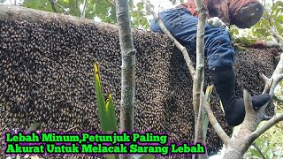 Download Lagu Padahal Udah Panen Yang Ke2 Tapi Madunya 1 Ember Masih Luber #bee#honey#panenmaduhutan#lebah#hutan MP3 Download Lagu Padahal Udah Panen Yang Ke2 Tapi Madunya 1 Ember Masih Luber #bee#honey#panenmaduhutan#lebah#hutan MP3