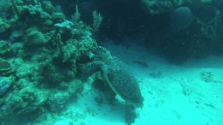 GOPR0137 turtles