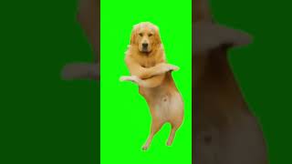 Green Screen Beat the Koto Nai Dog Meme #greenscreen