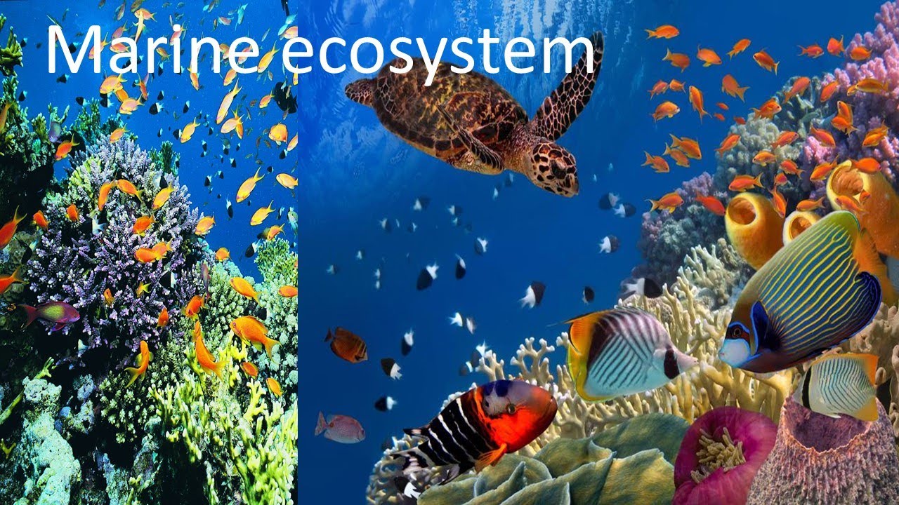 Marine ecosystem #समुद्री पारिस्थितिकी तंत्र #mangrove #SEAGRASSES#CORAL REEF #LAGOON