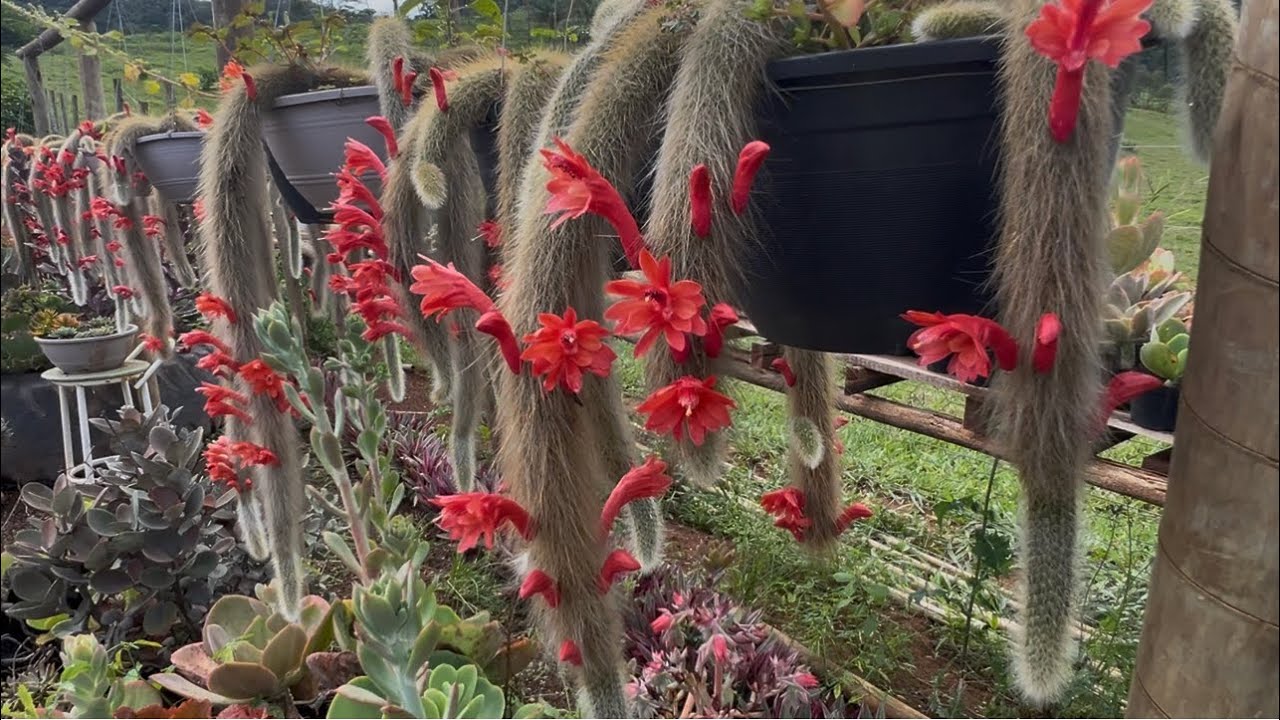 Mais uma floração linda dos meus rabos de macaco🥰😍😍😍😍❤️