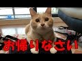 【猫の動画日記】猫ｽﾞを3泊４日留守番させて帰ってきたら・・・猫ｽﾞは出迎えてくれるか？ 2016.07.04 CatsDiary