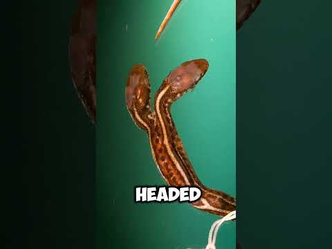 Snake Facts You’ve Never Heard Of! The Last One Will Shock You! 🐍😱