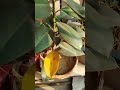 Rubber plant growth ☘️ #youtube #gardentips #shortsvideo #garden
