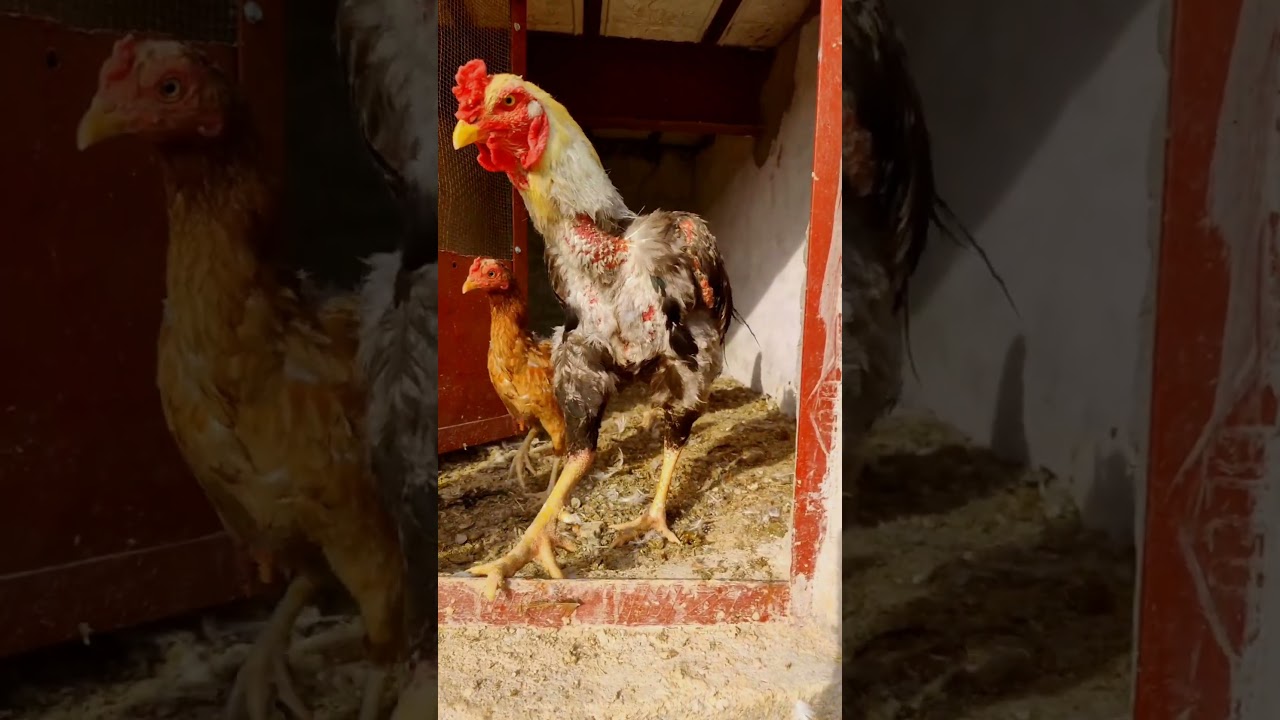 FarmyardAdventure:Ducklings, Hens, Roosters,Guineafowl Chicks Exploring OnebyOne 🐥🦆🐔