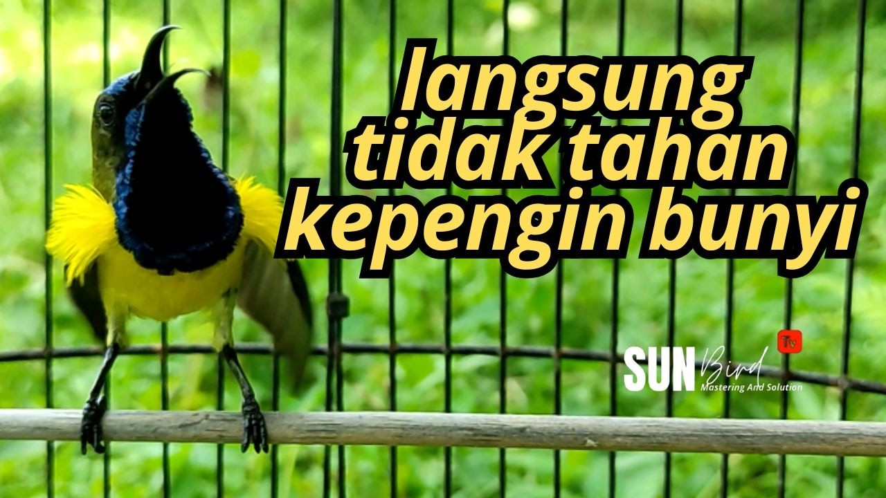 PANCINGAN SOGON GACOR MEMANGGIL LAWAN‼️Pancingan SOGON agar Emosi # PART 272