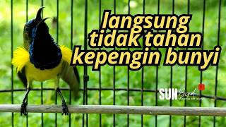 PANCINGAN SOGON GACOR MEMANGGIL LAWAN‼️Pancingan SOGON agar Emosi # PART 272