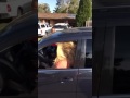 Hair Trick Ford Territory - Window Shake - 2 Fi Team 15s - 2 x Crescendo 5500s strapped