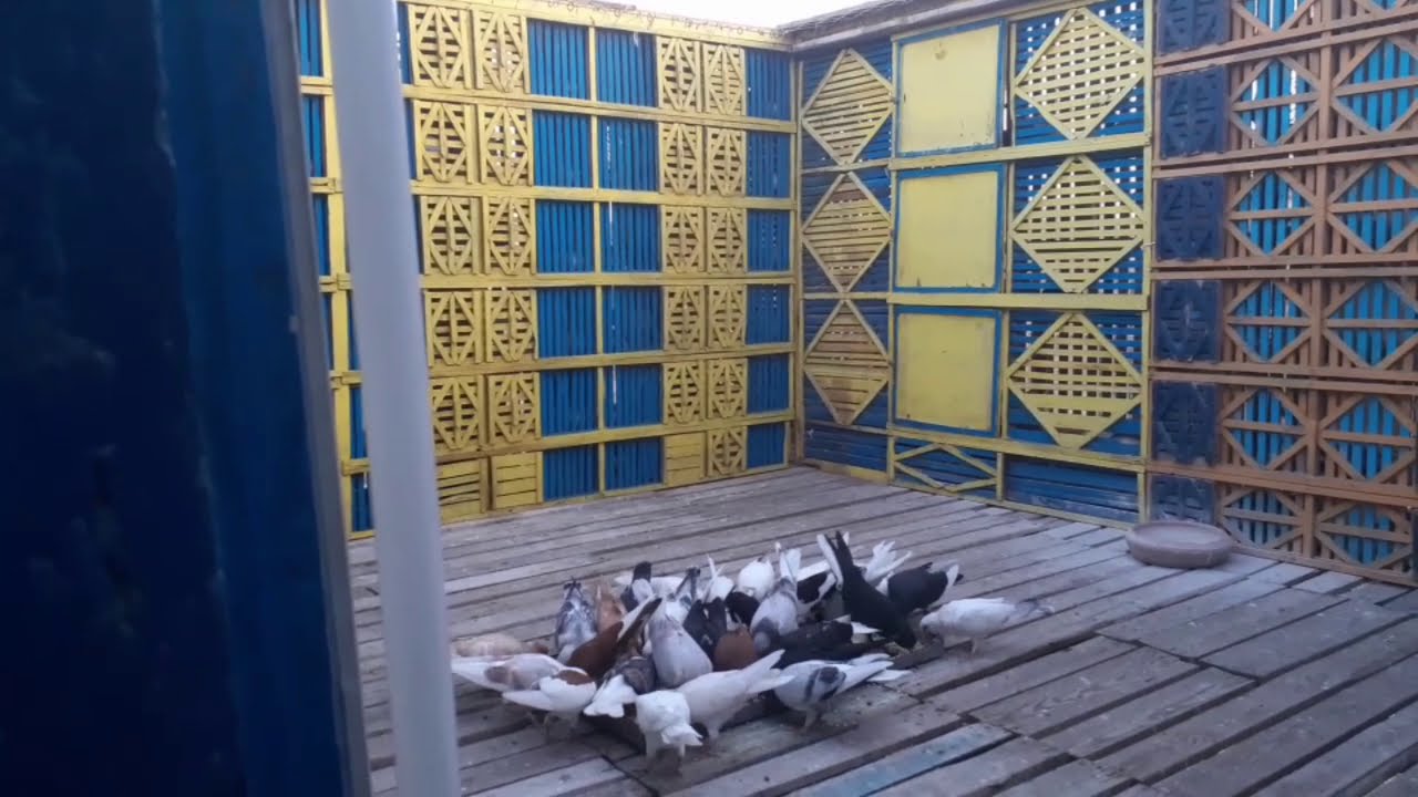 يوم كامل مع الزغاليل وتفتيح الزغاليل وتاكلهم في ارضيت الغيه والتقفيل عليهم الجزء 7 مع #كوتوادم