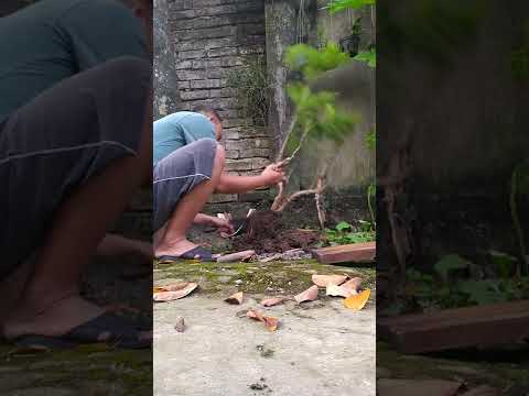 Video Thu hoạch cây Đinh Lăng 8 tuổi - youtube