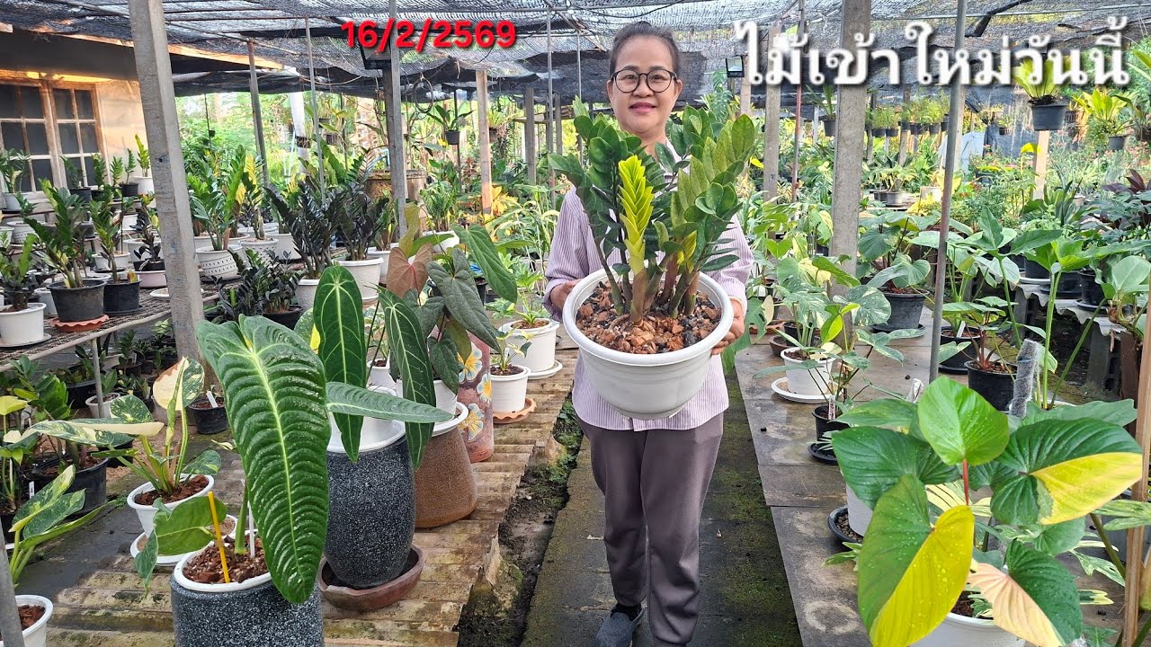  ☎️084-9625349ไม้เข้าใหม่สวยๆ หน้าวัวใบ กวักมรกตด่าง บุษราคัมด่าง เสน่ห์จันทร์ดำด่างชมพู