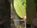 沈香,連救心丸都有它,還是《本草綱目》里記載的珍品! #foodies #food #plants #knowledge #plants #botany