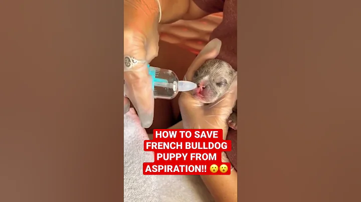 French Bulldog puppy.. Milk aspiration & pneumonia💥💥 - DayDayNews