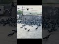 "You Won’t Believe How Many Pigeons Came to Eat on My Roof!#shorts #birds #piegeon #nature #roof