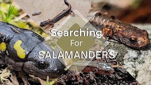How To Find Salamanders #amphibians #salamanders