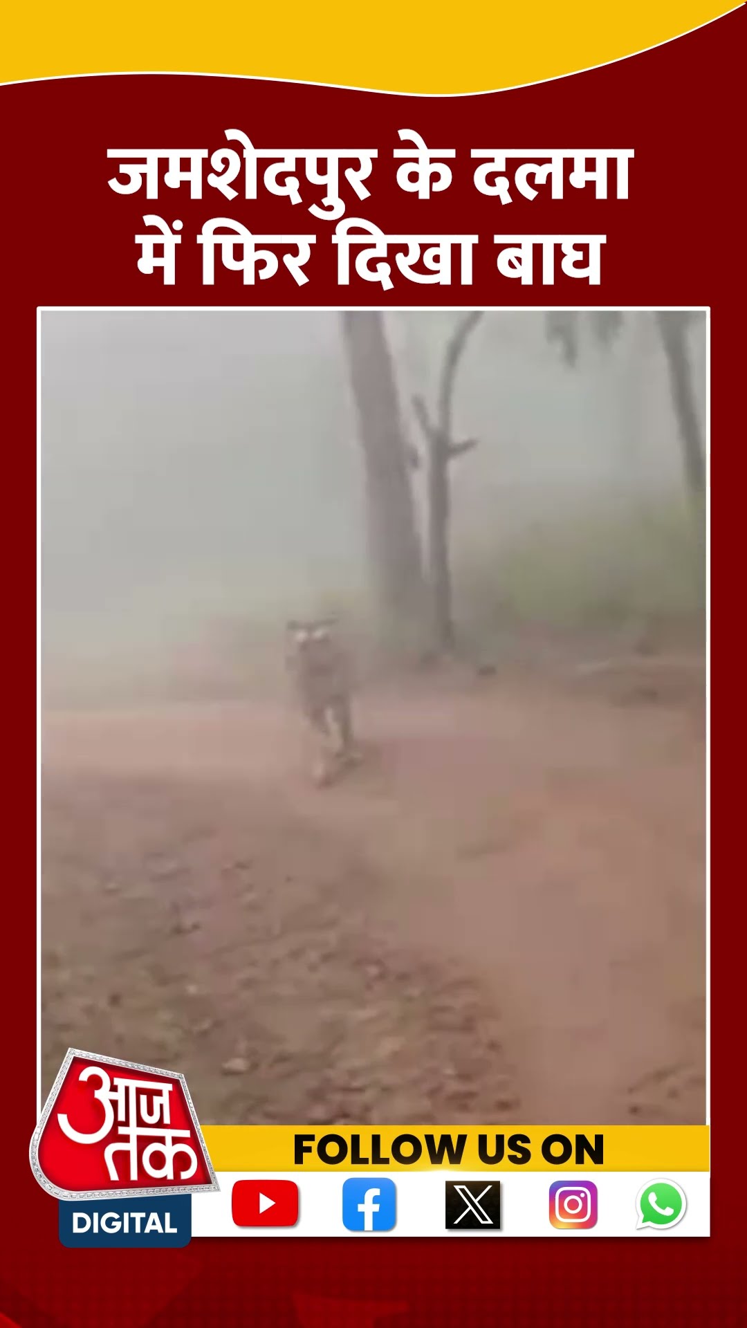 Jamshedpur Tiger VIDEO: जमशेदपुर के जंगलों में दिखी बाघ की मूवमेंट | #shorts #shortvideo