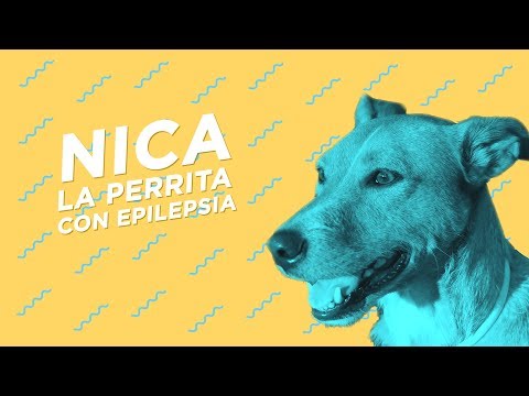 Video: Signos de sobredosis felina de tapazol