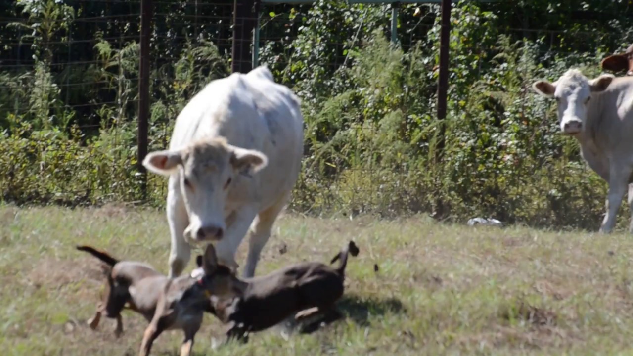 catahoula working cattle