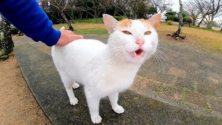 公園の野良猫達がちょっと離れた所から様子を伺いながら集まってくる