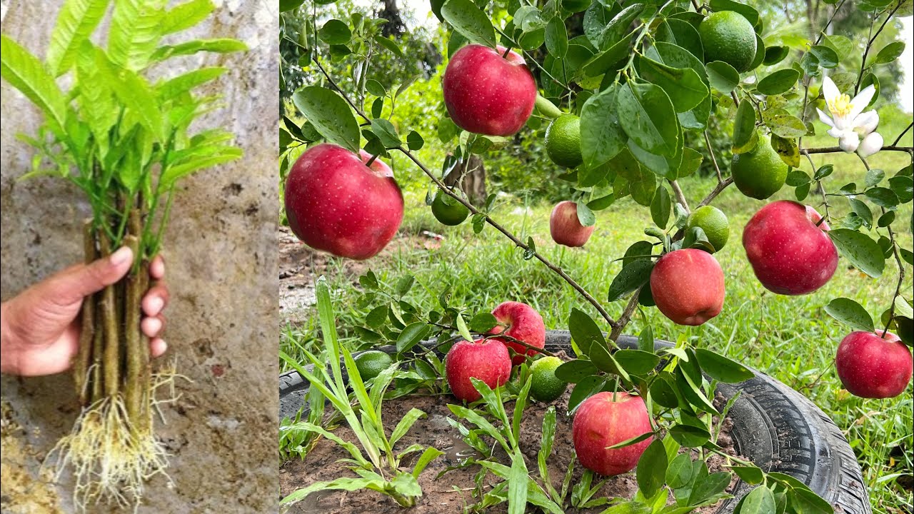 A great way to reproduce and grafting lemon trees in apple to get more
