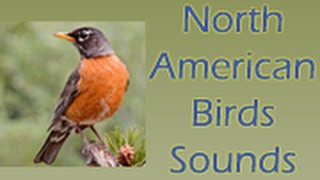 North American Birds Sounds Android App screenshot 1