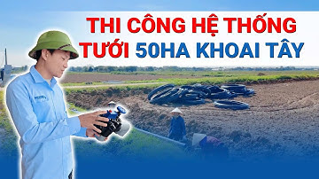 Lắp đặt hệ thống tưới 50ha khoai tây - 120 ngày trồng khoai tây (phần 2)