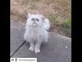 Michael Rapaport - This Stray Cat Looks Like Grandma